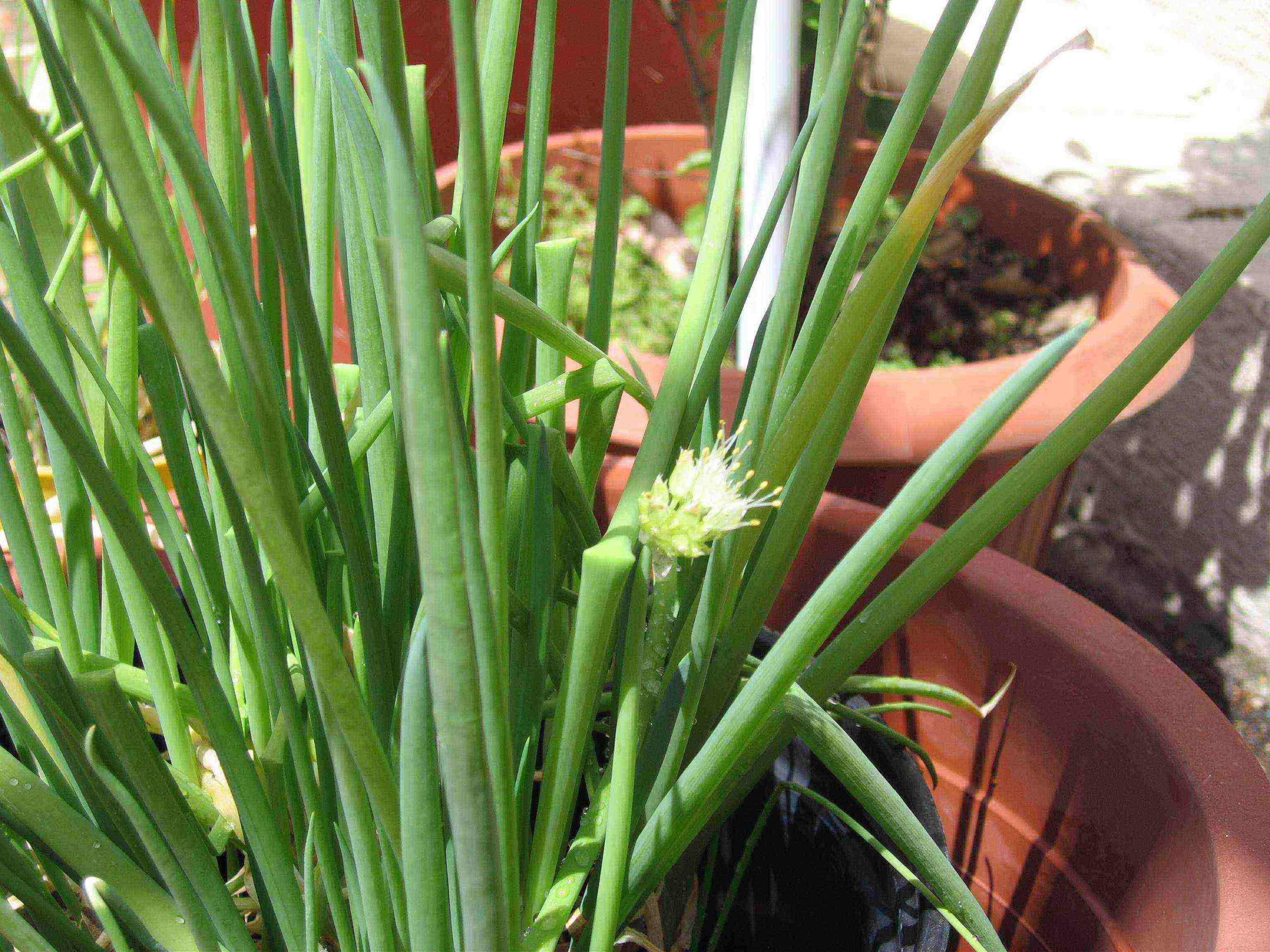 how to grow basil dill salad onion garlic at home