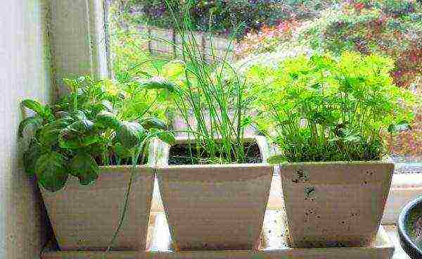 how to grow basil dill salad onion garlic at home