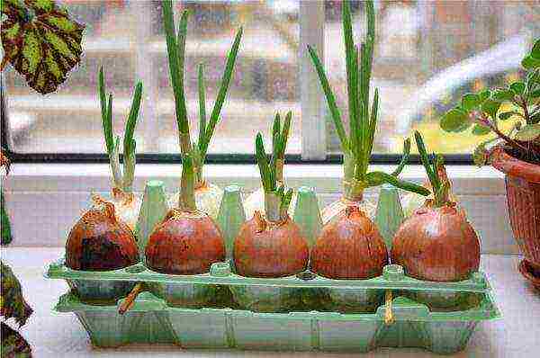 how to grow basil dill salad onion garlic at home