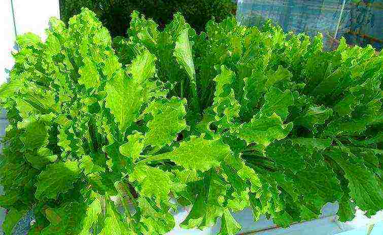 kung paano palaguin ang basil dill salad sibuyas na bawang sa bahay