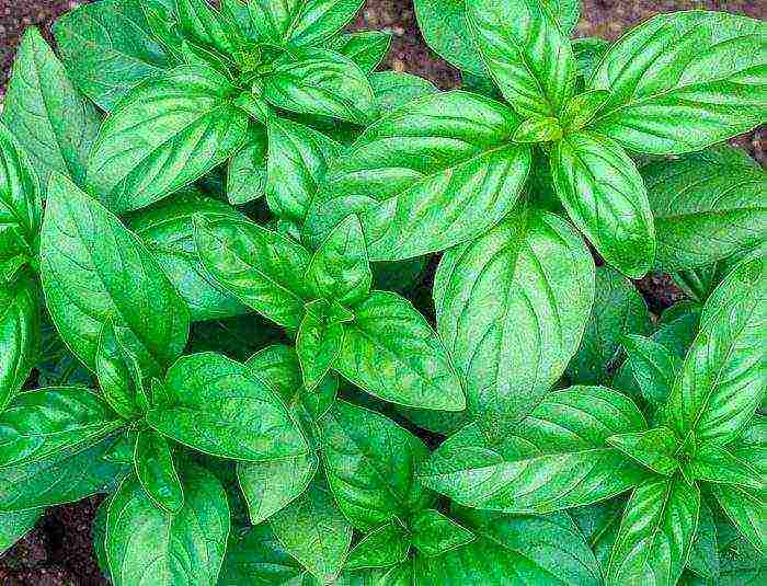 how to grow basil outdoors from seeds