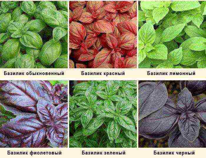 how to grow basil outdoors from seeds