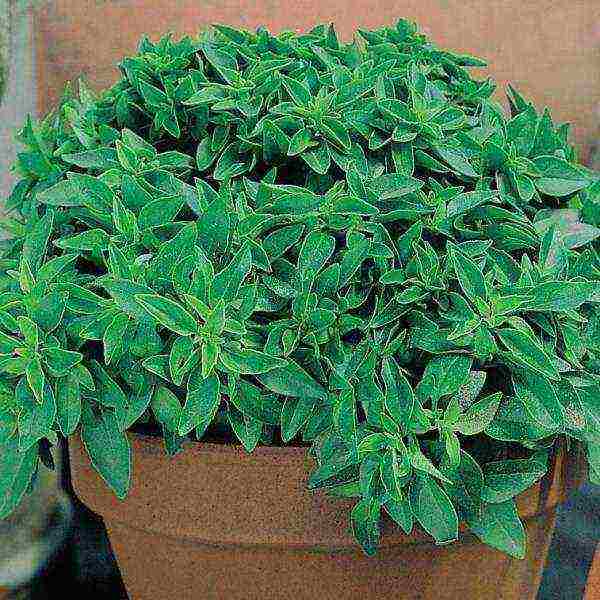 how to grow basil outdoors from seeds