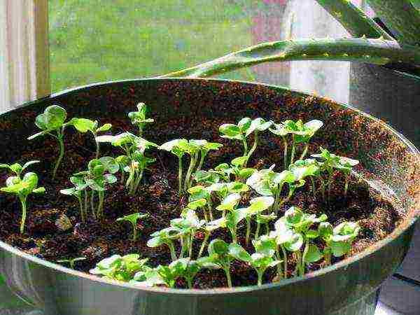 how to grow basil outdoors from seeds