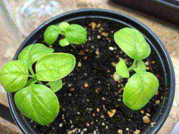 how to grow basil outdoors from seeds