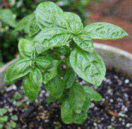 how to grow basil outdoors from seeds