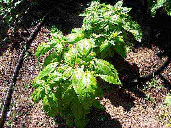 how to grow basil outdoors from seeds