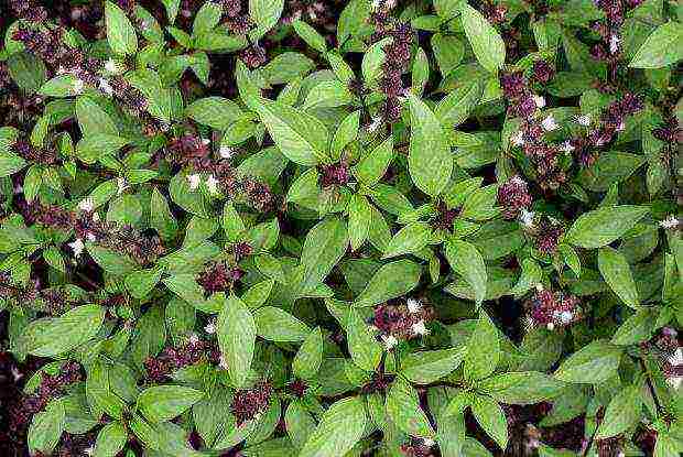 how to grow basil outdoors from seeds