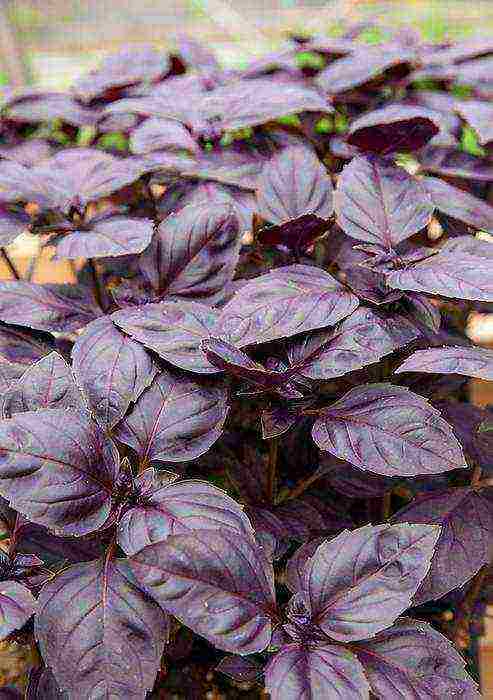 how to grow basil outdoors from seeds