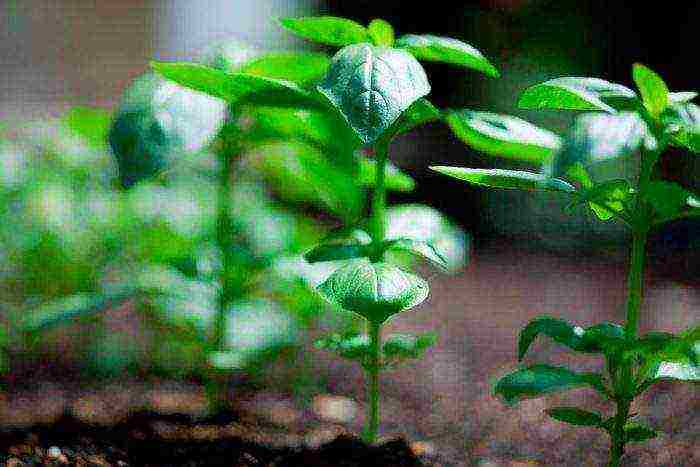 how to grow basil outdoors from seeds