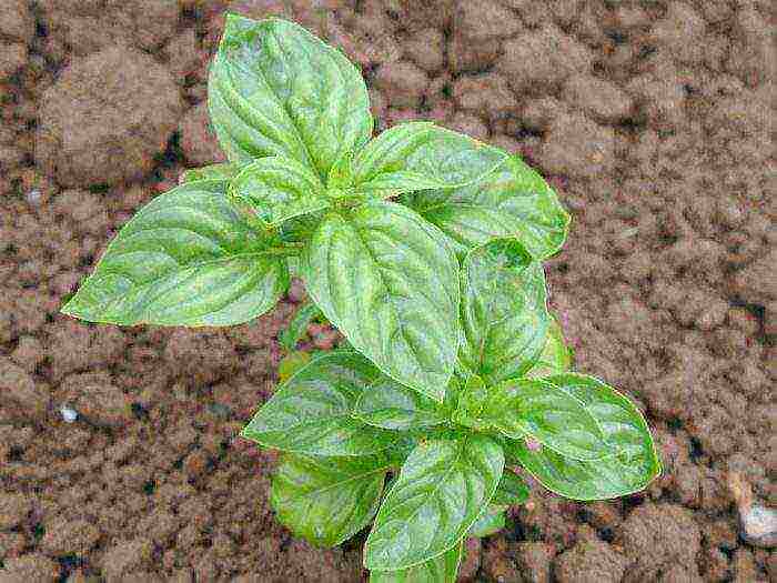 how to grow basil outdoors from seeds