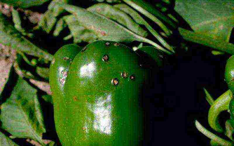 how to grow bell peppers outdoors