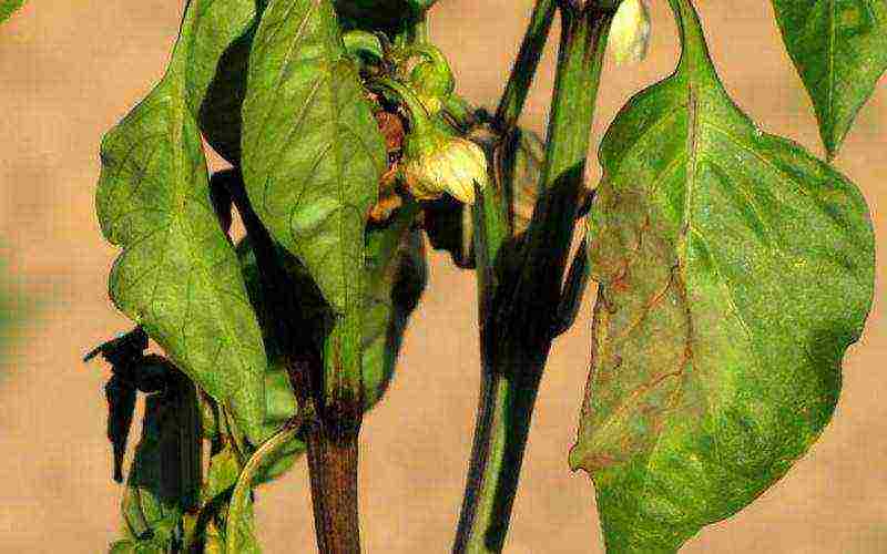 how to grow bell peppers outdoors