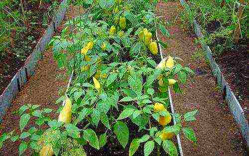 how to grow bell peppers outdoors