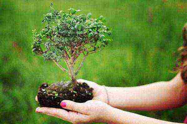 how to grow bonsai at home