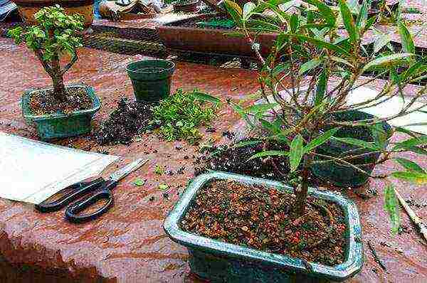 kung paano palaguin ang bonsai sa bahay