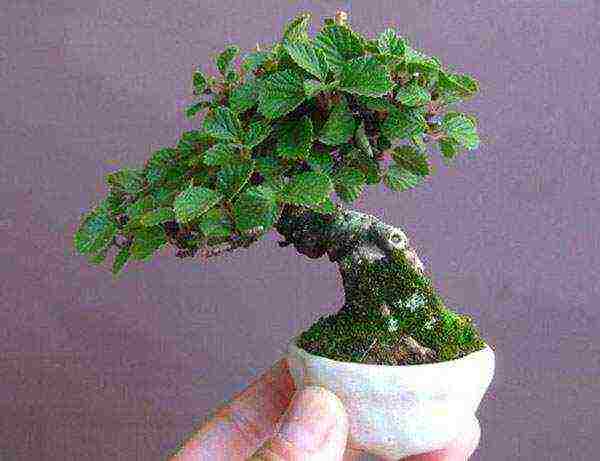 how to grow bonsai at home