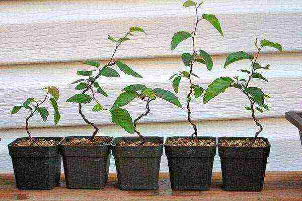 kako uzgajati bonsai kod kuće