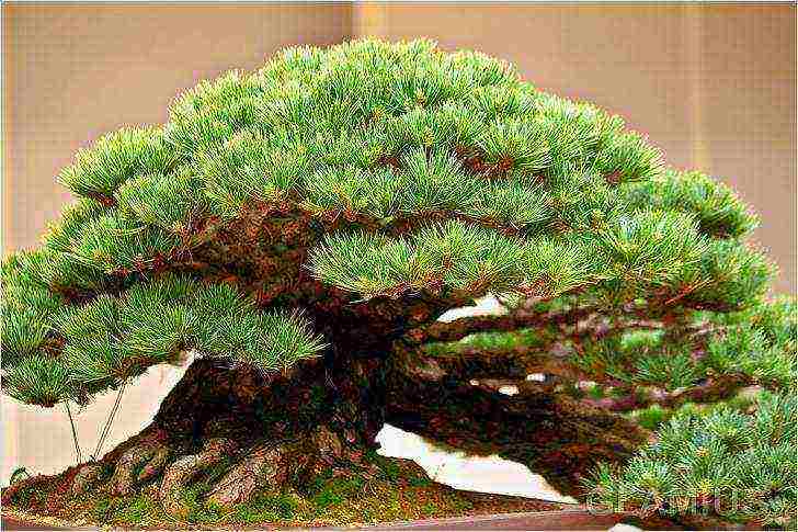 kako uzgajati bonsai kod kuće
