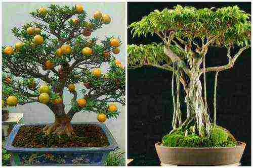 how to grow bonsai at home