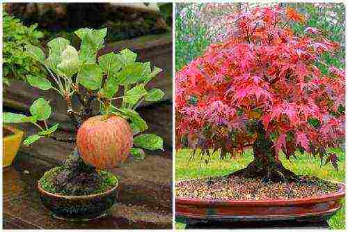 how to grow bonsai at home