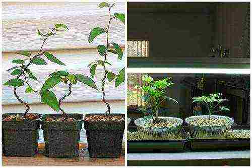 how to grow bonsai at home