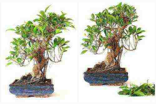 how to grow bonsai at home