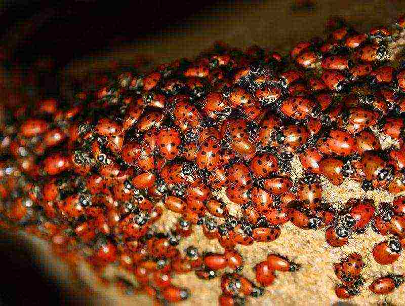 kung paano palaguin ang mga ladybird sa bahay