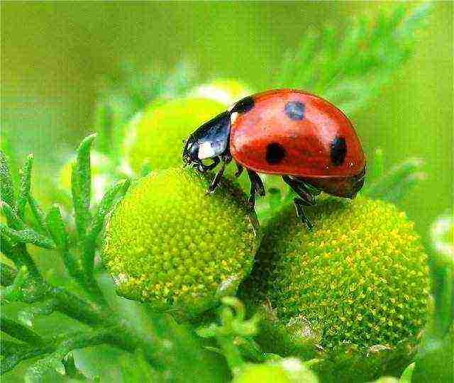 how to grow ladybirds at home