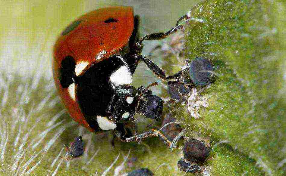 how to grow ladybirds at home