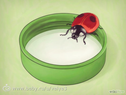 how to grow ladybirds at home