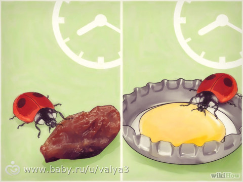 how to grow ladybirds at home