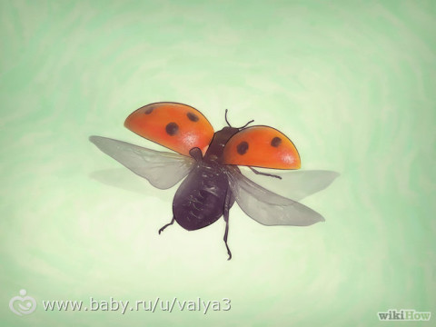 how to grow ladybirds at home