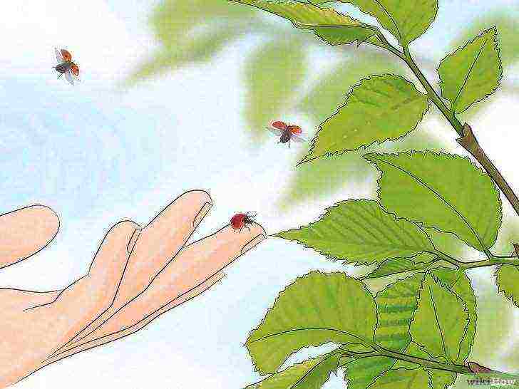 how to grow ladybirds at home