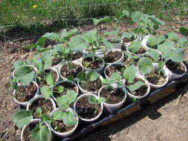 how to grow broccoli cabbage at home