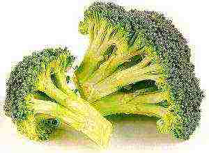 kung paano palaguin ang broccoli cabbage sa bahay