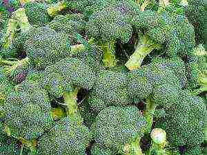 how to grow broccoli cabbage at home