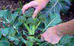 how to grow broccoli cabbage at home