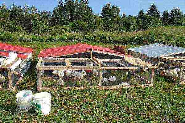 how to raise broiler chickens at home