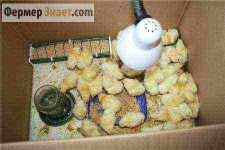 how to raise broiler chickens at home