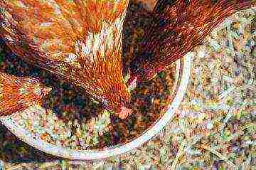 kako uzgajati kokoši nesilice kod kuće