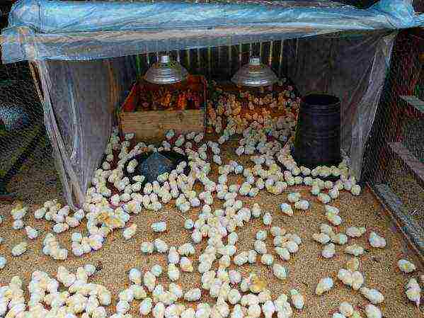 how to raise laying hens at home