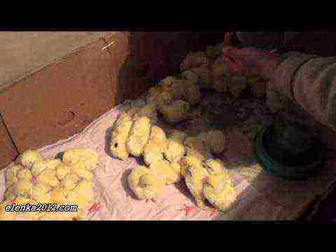 how to raise laying hens at home