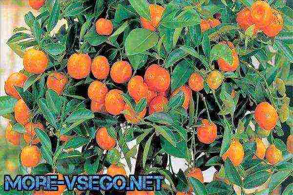 how to grow an ornamental tangerine tree