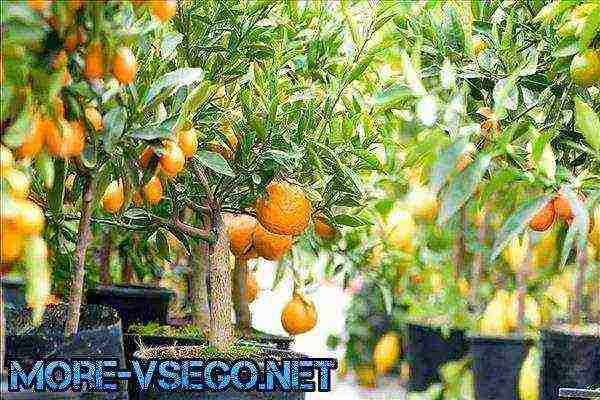 how to grow an ornamental tangerine tree