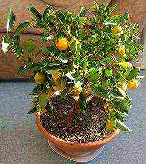 how to grow an ornamental tangerine tree