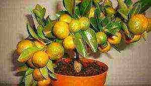 how to grow an ornamental tangerine tree