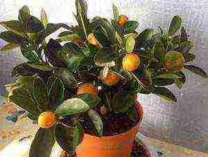 how to grow an ornamental tangerine tree