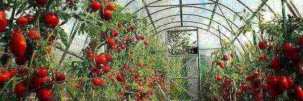 how to grow determinate tomatoes in a greenhouse