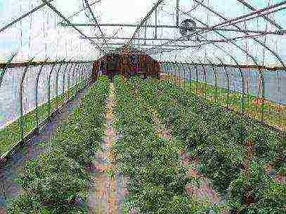 how to grow determinate tomatoes in a greenhouse